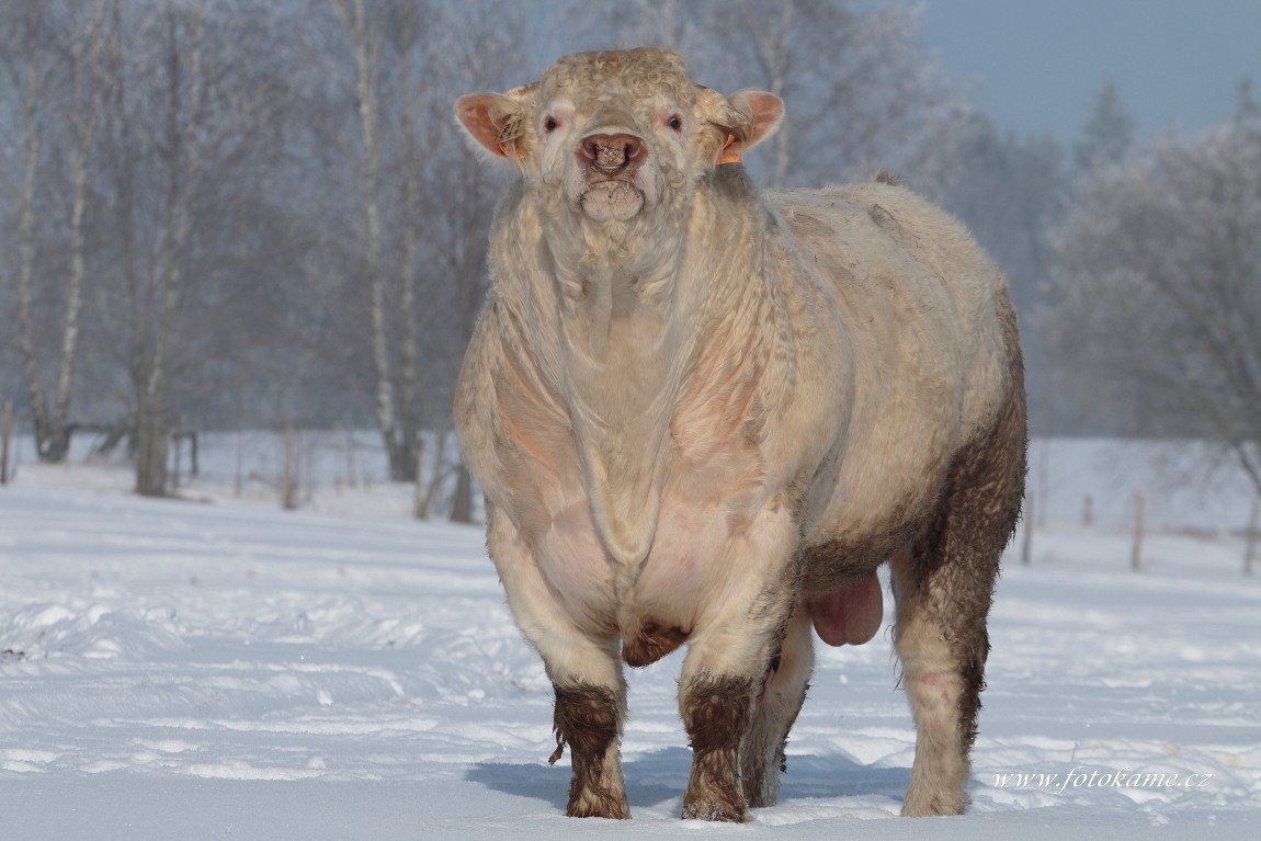 Velké Dvorce charolais  7