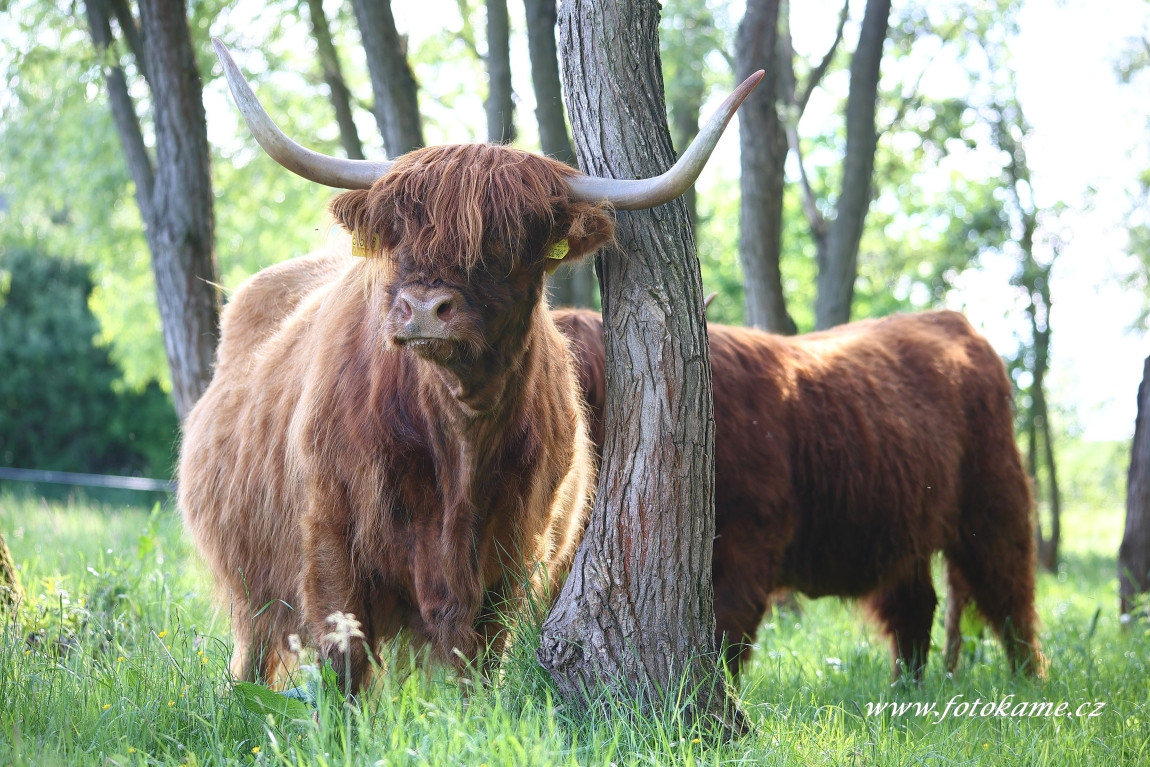 Štěpánovice highland8