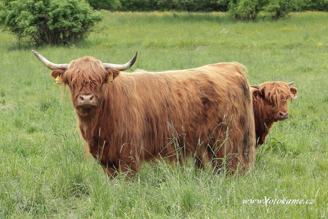 Dlouhé Hradiště highland4