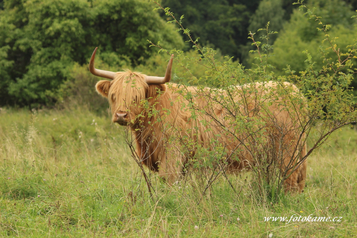 Dlouhé Hradiště highland12