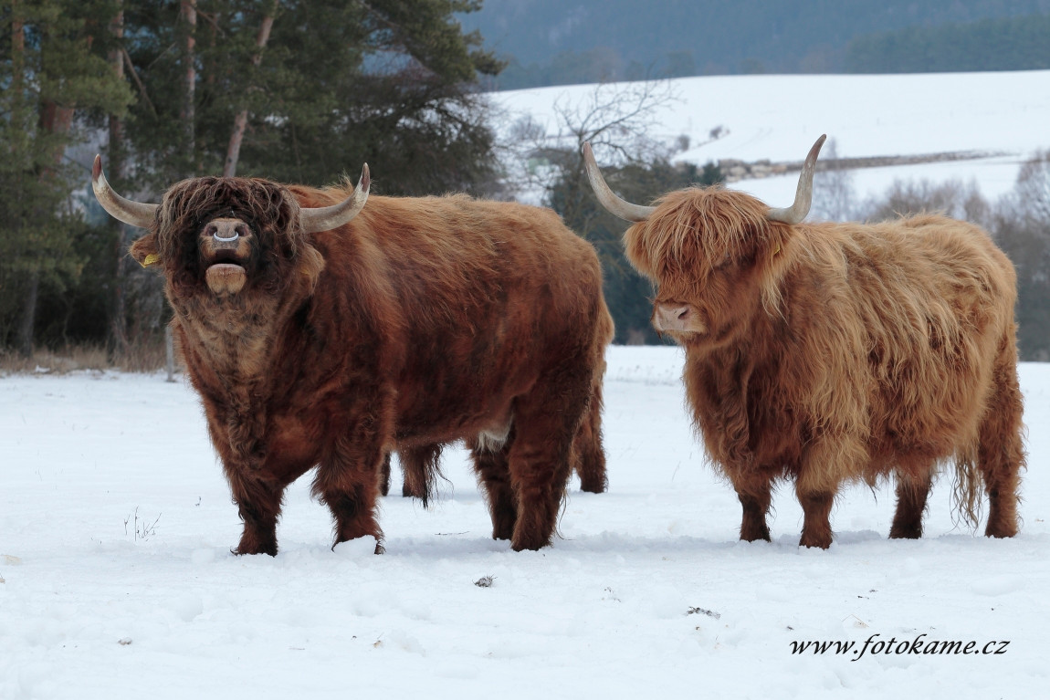 Dlouhé Hradiště highland18