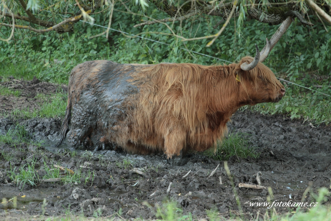 Dlouhé Hradiště highland20