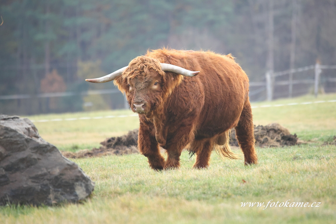 Štěpánovice highland1