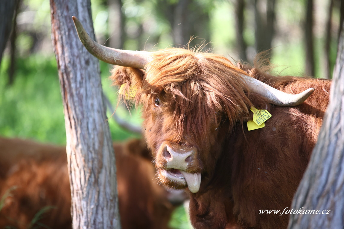 Štěpánovice highland5