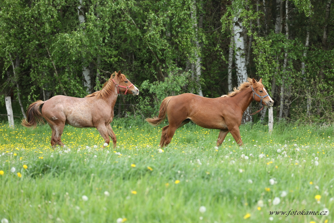 Koně Plachtín 230523 16