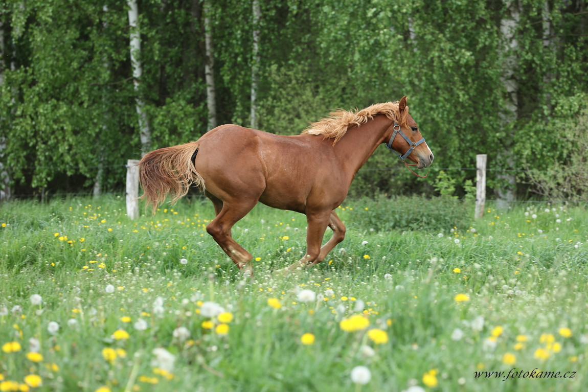 Koně Plachtín 230523 29