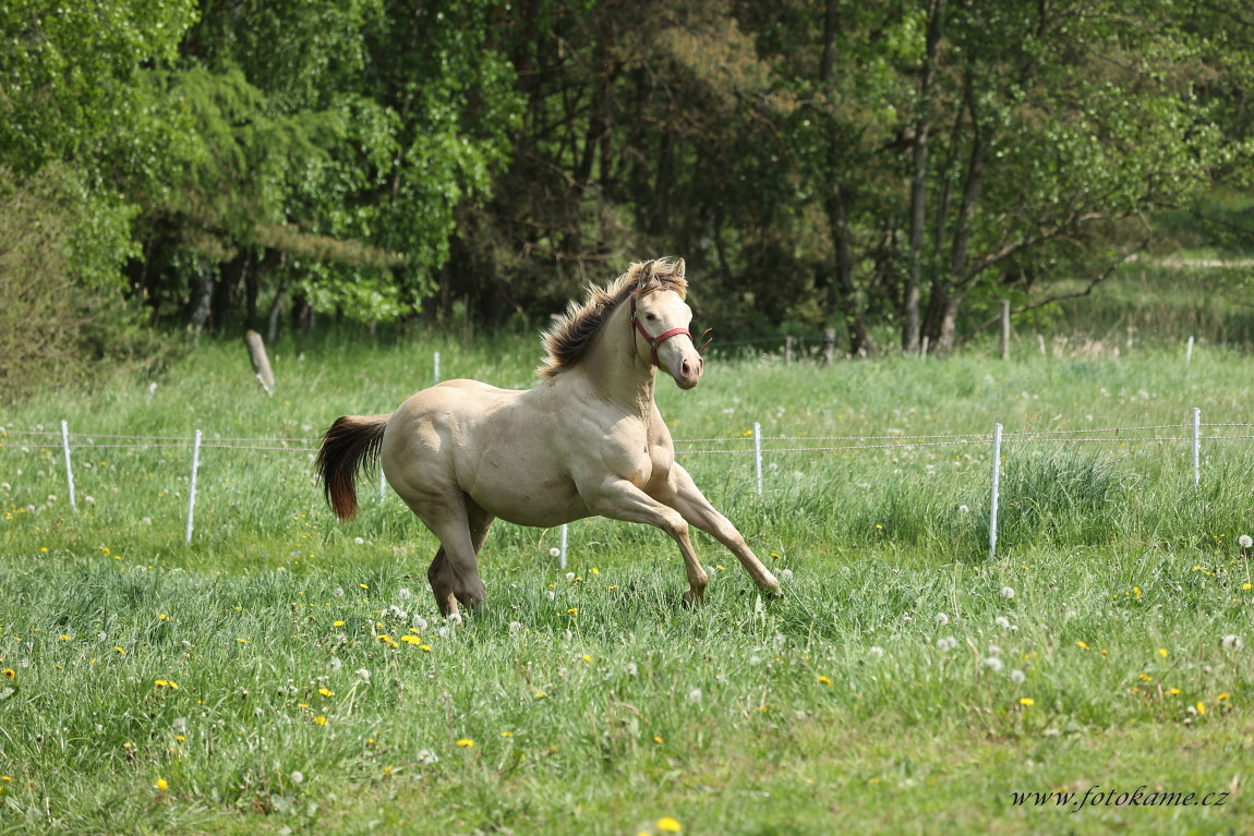 Koně Plachtín 230523 49