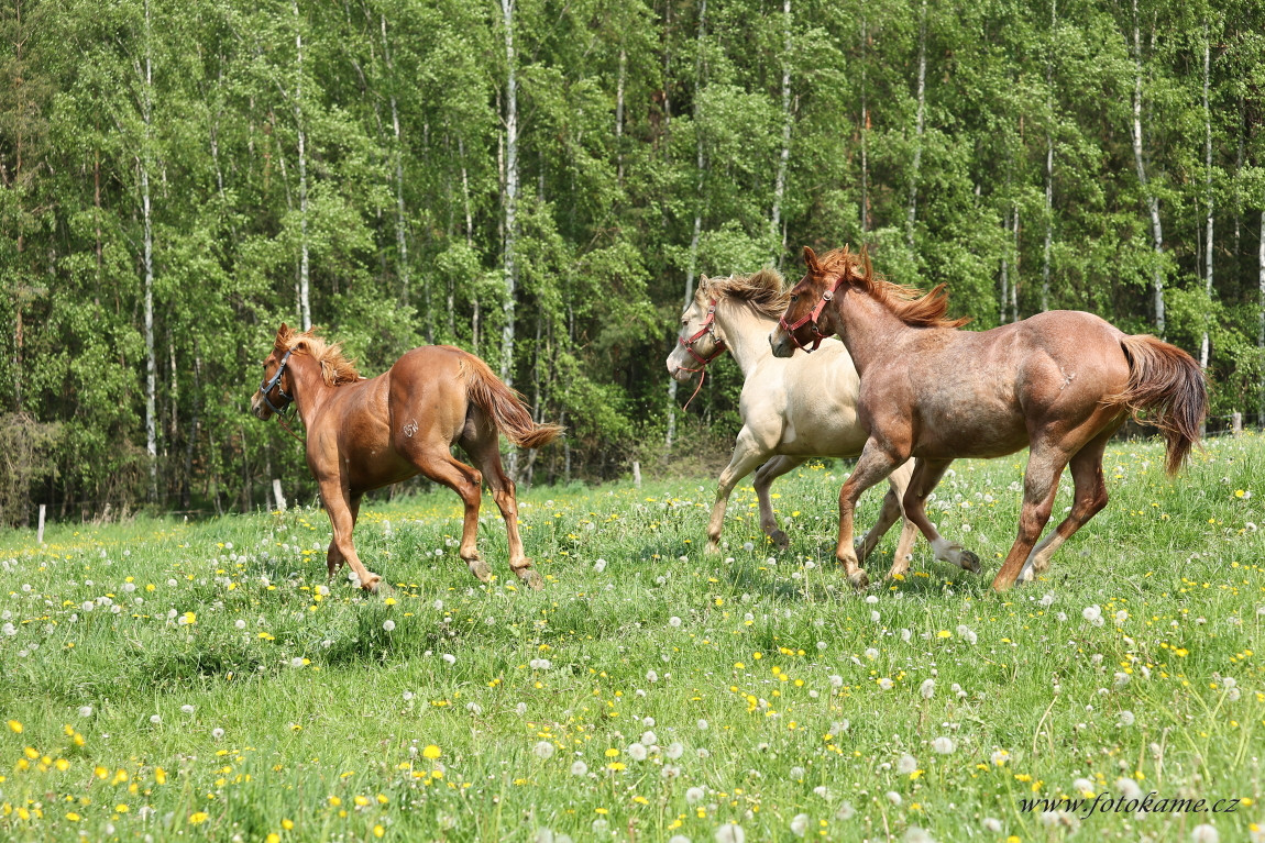 Koně Plachtín 230523 85