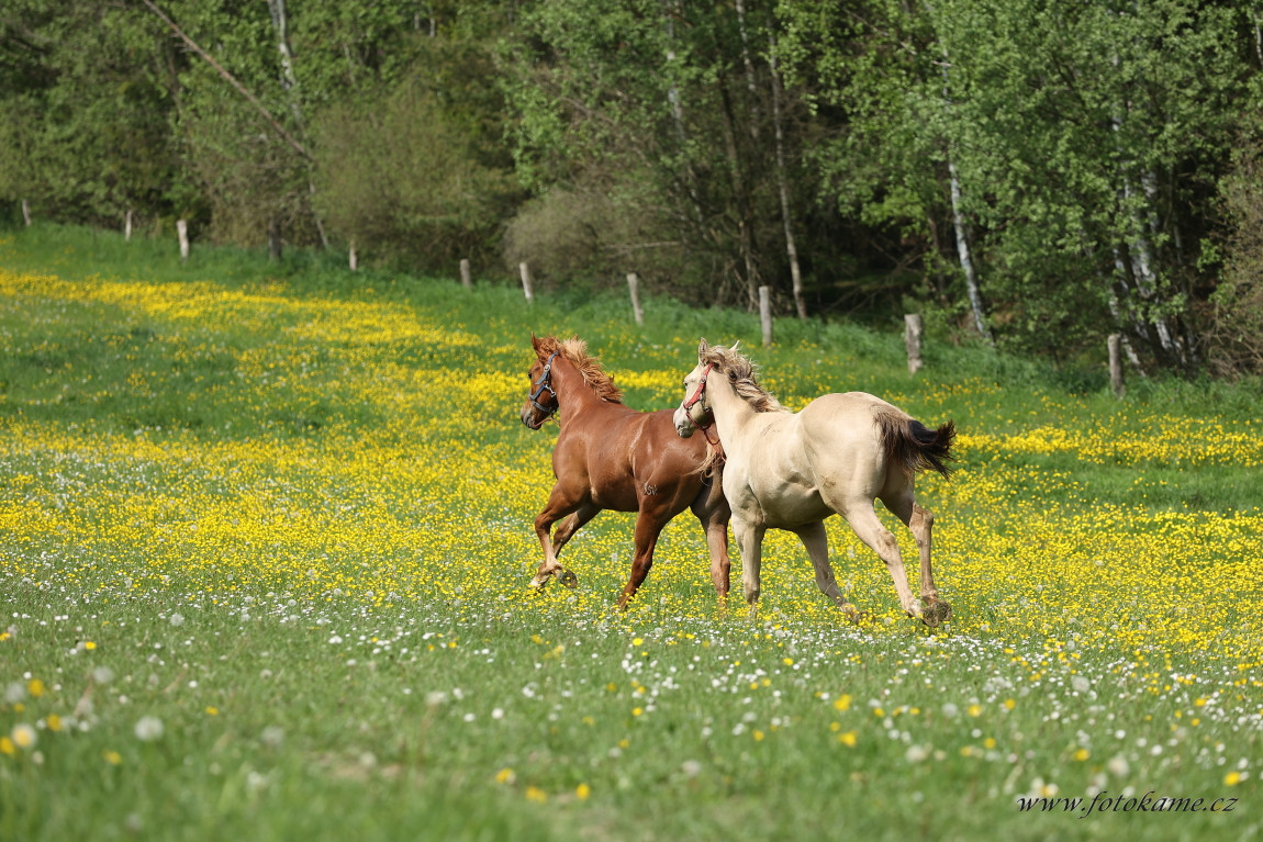 Koně Plachtín 230523 98