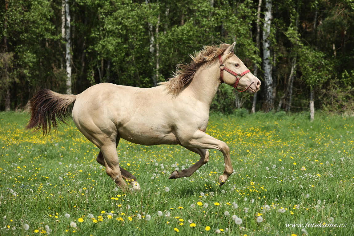 Koně Plachtín 230523 110