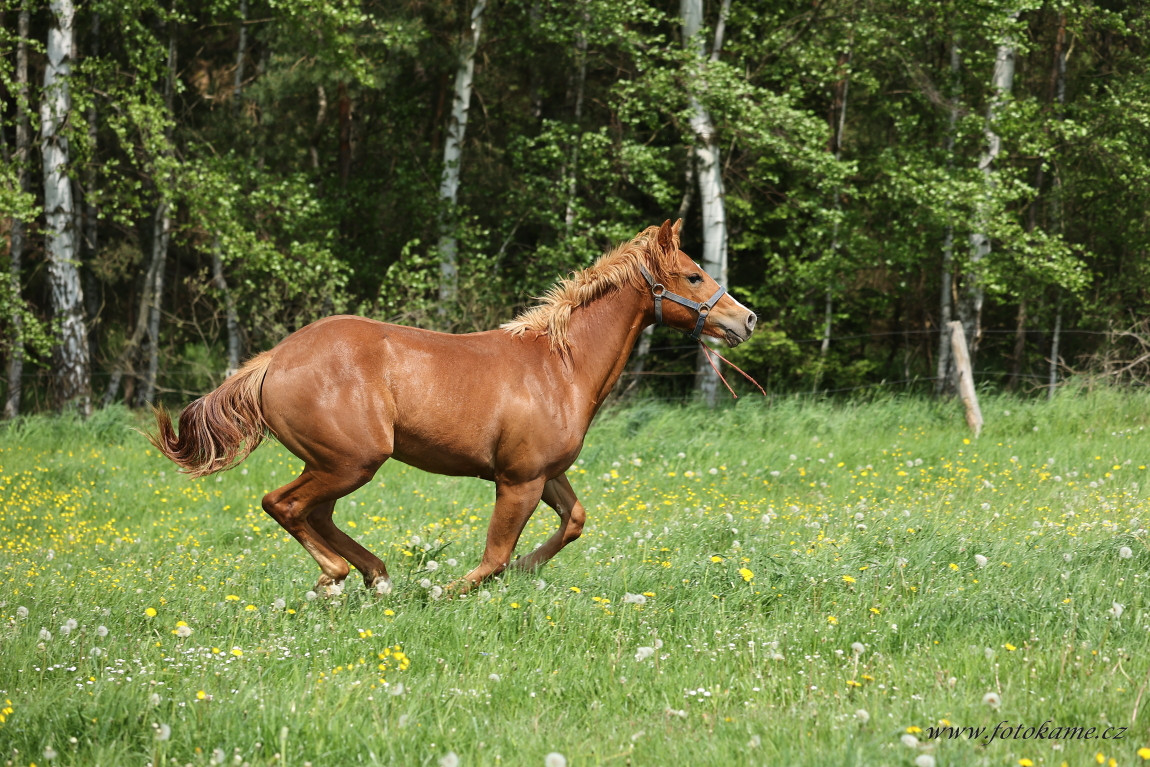 Koně Plachtín 230523 113