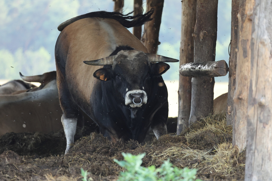 Agriciltori Aubrac 260623 1