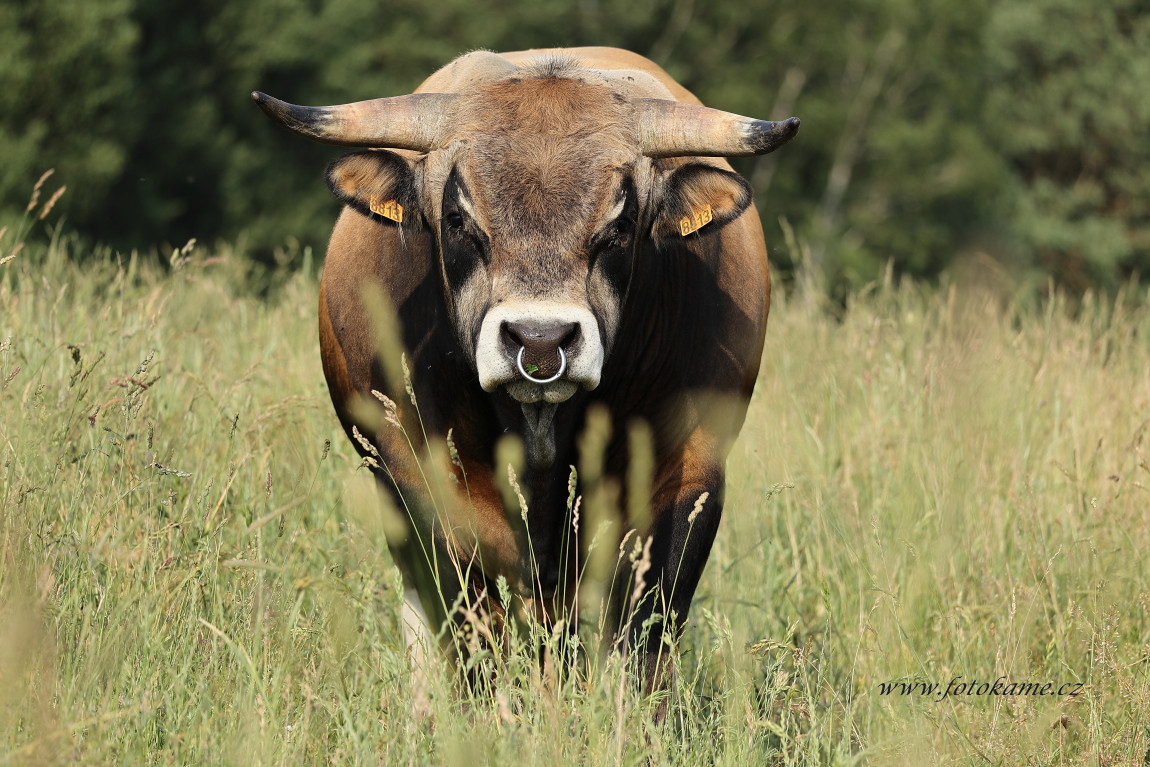 Agriciltori Aubrac 260623 5