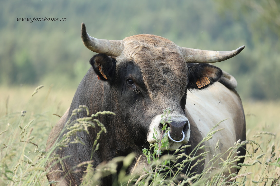 Agriciltori Aubrac 260623 10