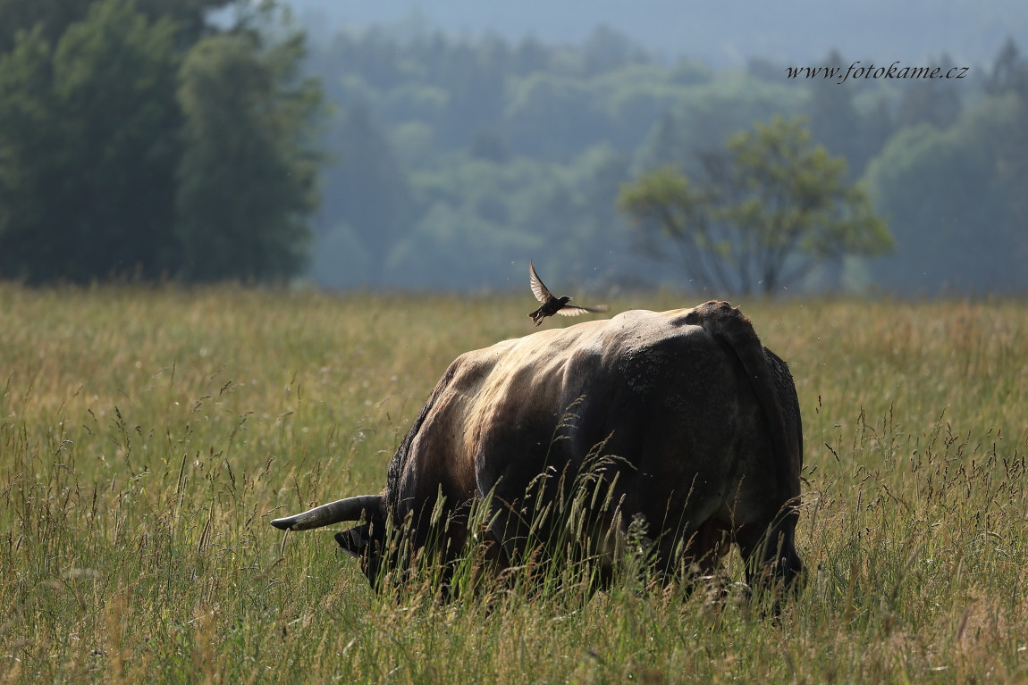 Agriciltori Aubrac 260623 15