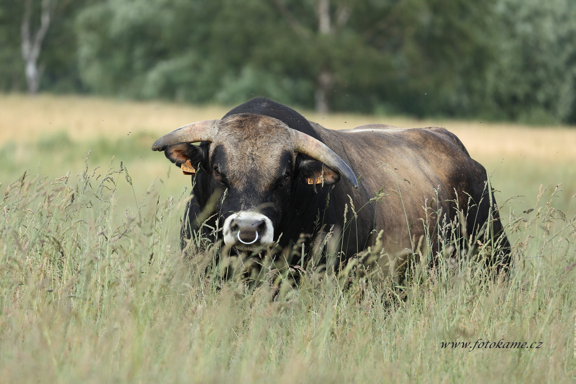 Agriciltori Aubrac 260623 21