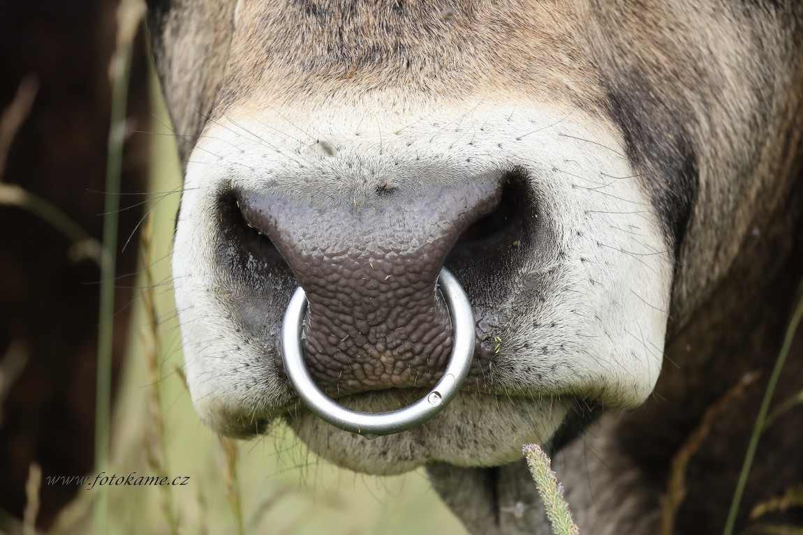 Agriciltori Aubrac 260623 29