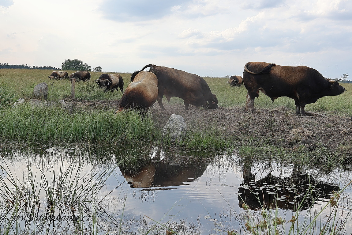 Agriciltori Aubrac 260623 34