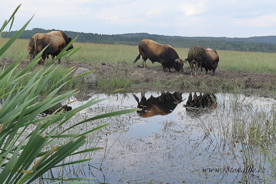 Agriciltori Aubrac 260623 37