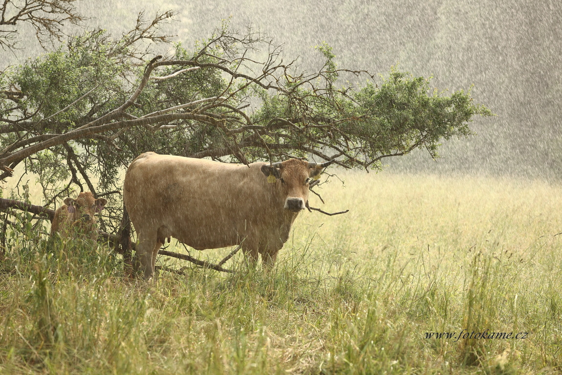 Agriciltori Aubrac 260623 48