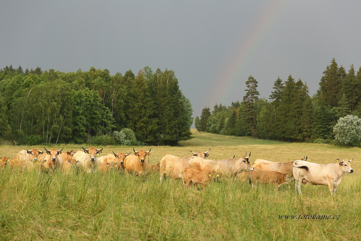 Agriciltori Aubrac 260623 51