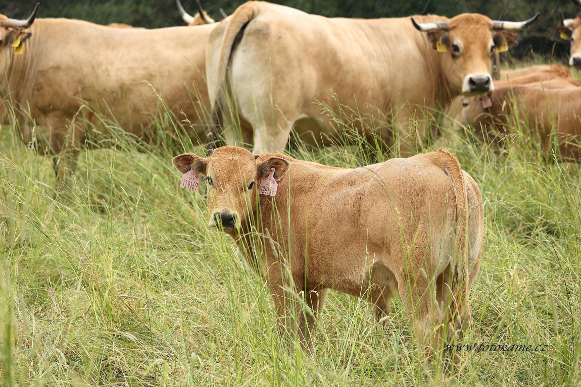 Agriciltori Aubrac 260623 56