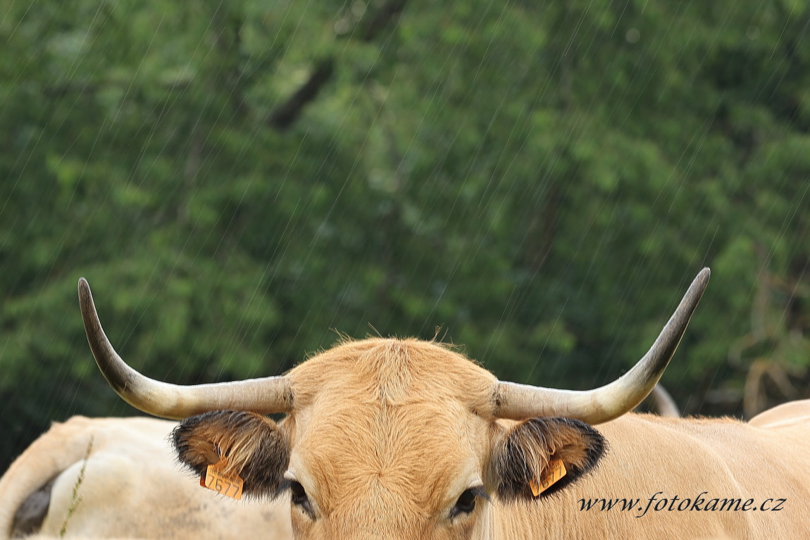 Agriciltori Aubrac 260623 58