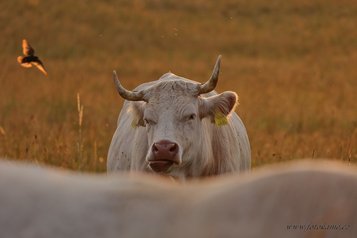 Agriciltori Charolais 260623 8