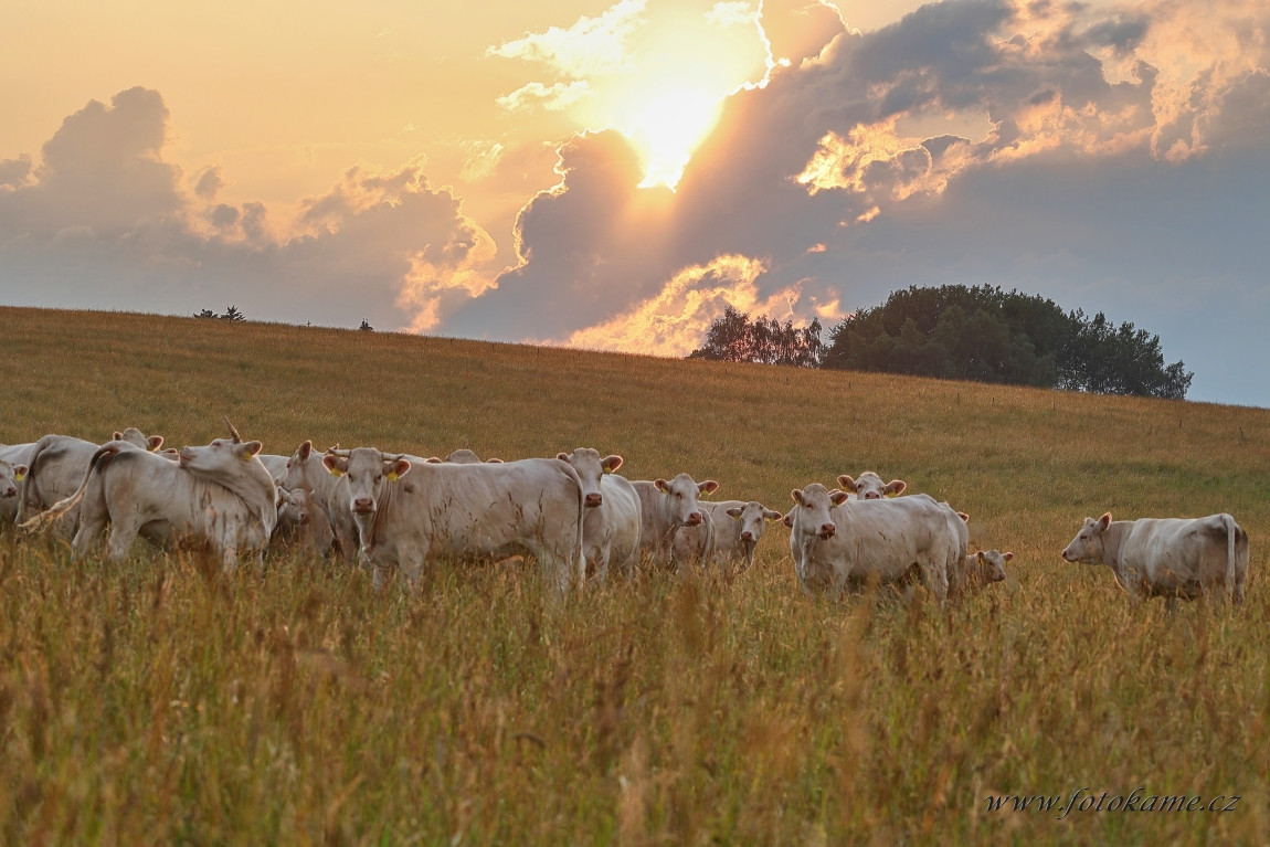 Agriciltori Charolais 260623 14