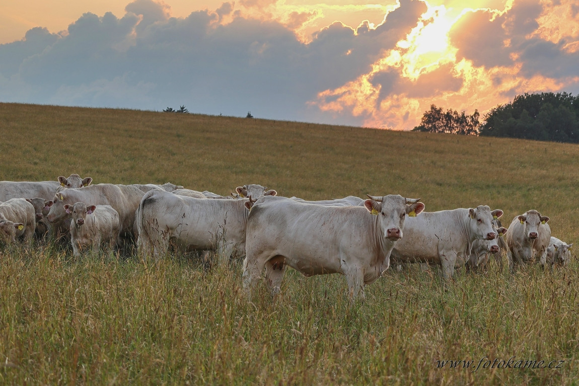 Agriciltori Charolais 260623 16