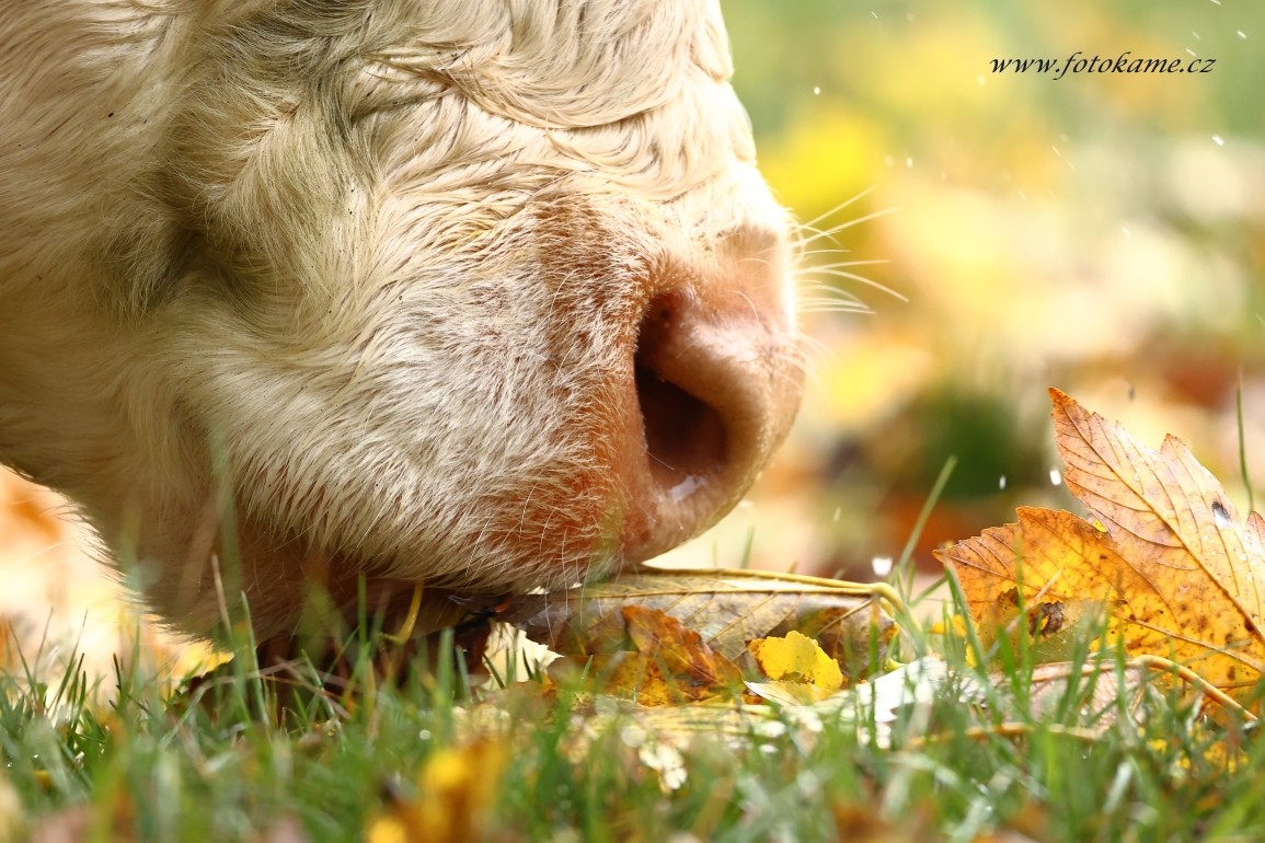 Charolais Ufarma 011123  2