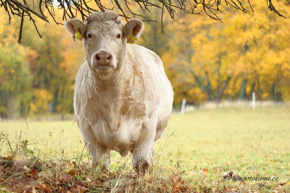 Charolais Ufarma 011123  3