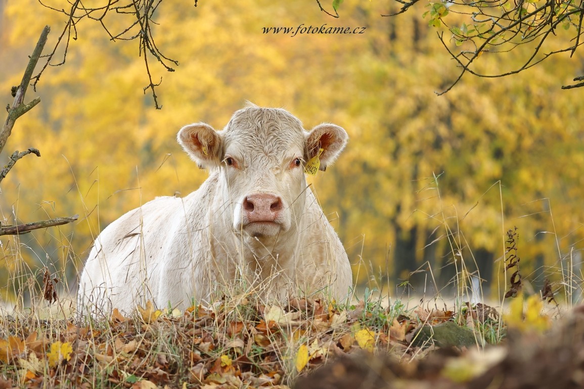 Charolais Ufarma 011123  4