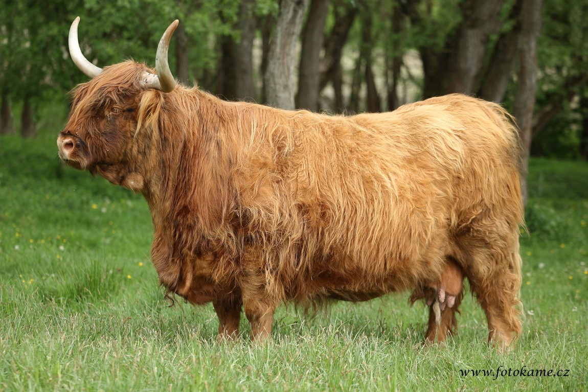 Wirthová 070525 22