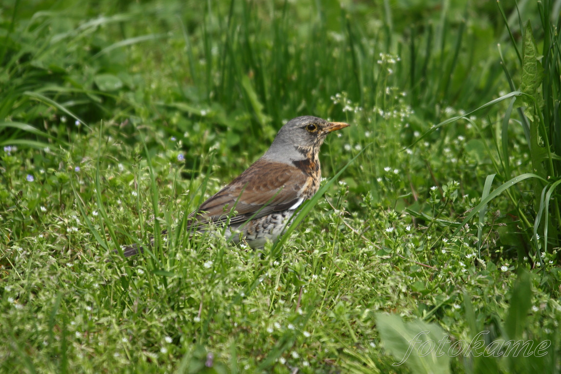 Drozd kvíčala (Turdus pilaris), květen 2021 1