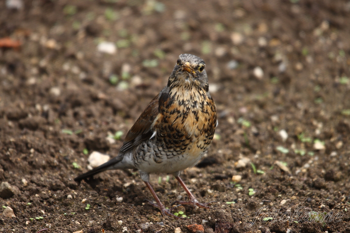 Drozd kvíčala (Turdus pilaris), květen 2021