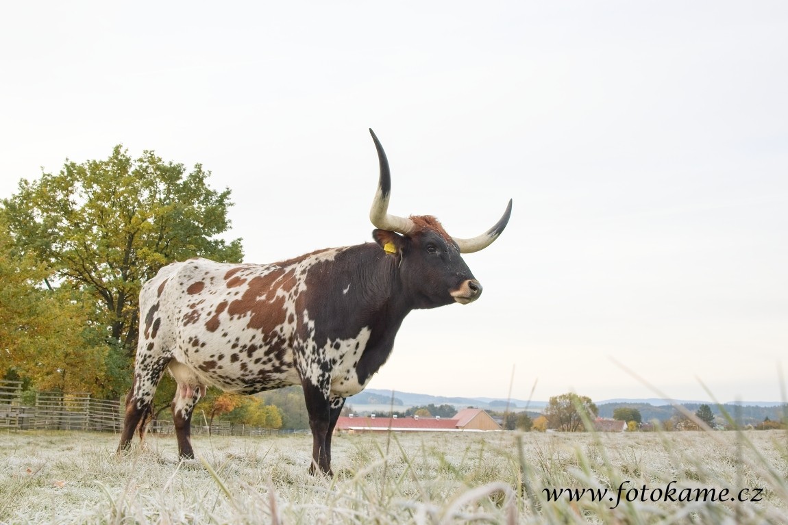 Texas longhorn 191025 1