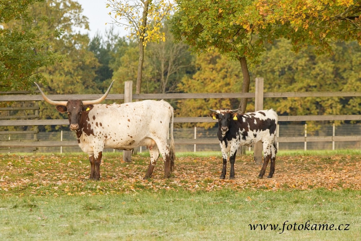 Texas longhorn 191025 2