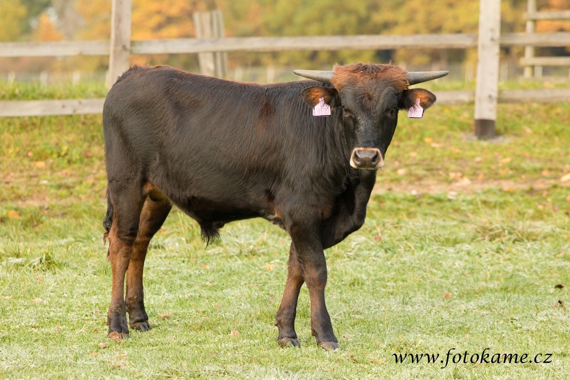 Texas longhorn 191025 3