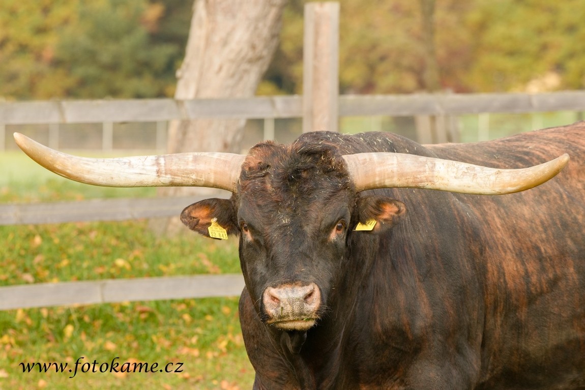 Texas longhorn 191025 4