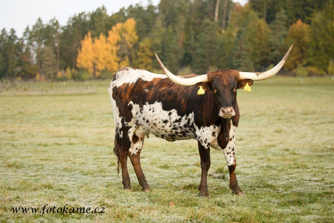 Texas longhorn 191025 5