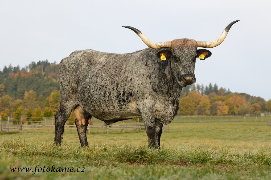Texas longhorn 191025 6
