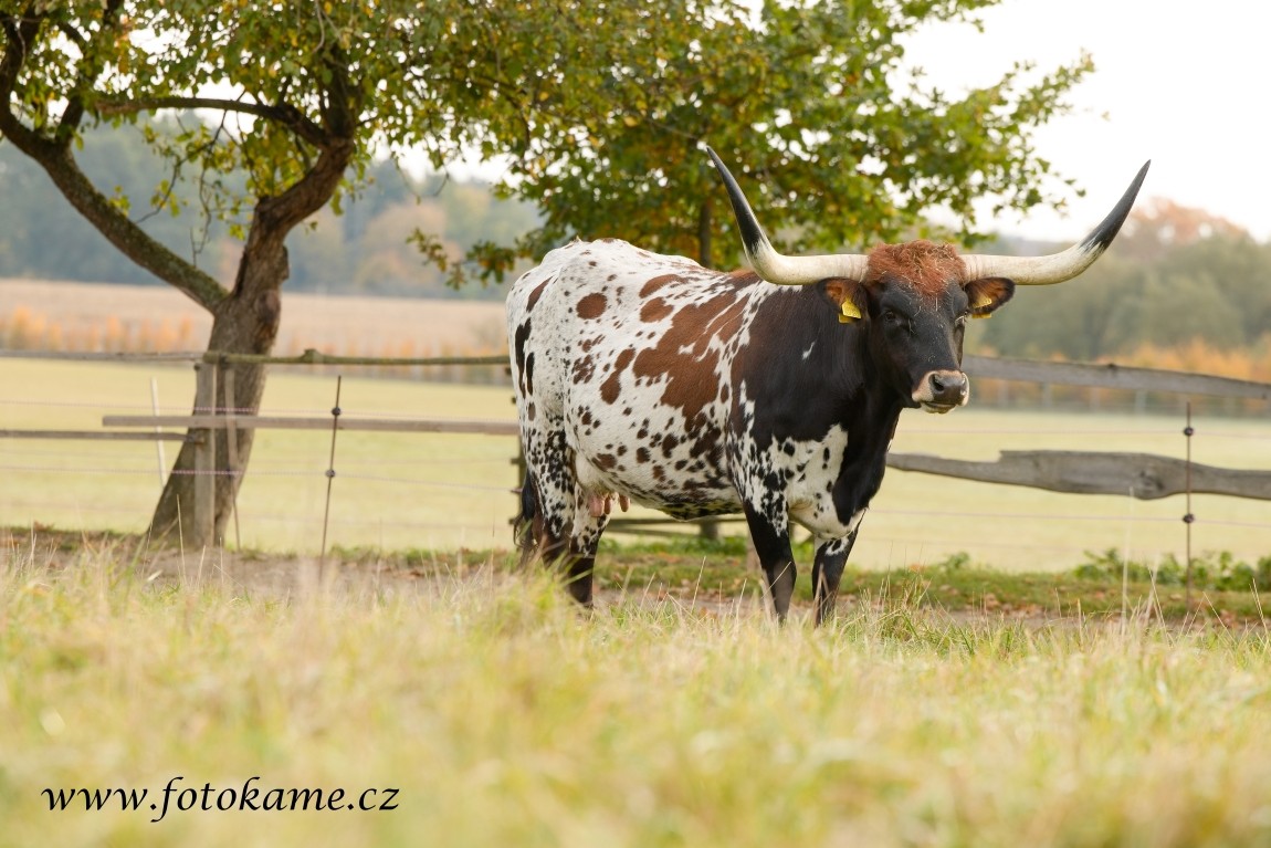 Texas longhorn 191025 8