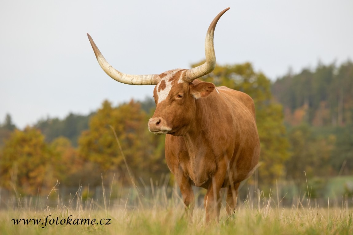 Texas longhorn 191025 9