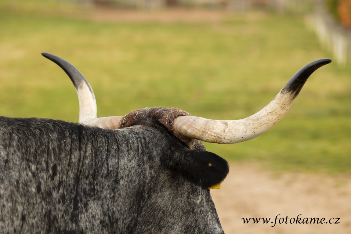 Texas longhorn 191025 11