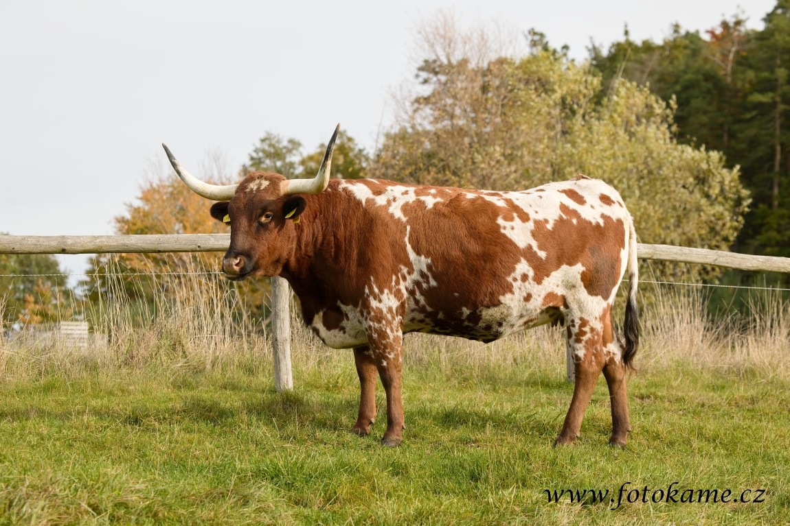 Texas longhorn 191025 12