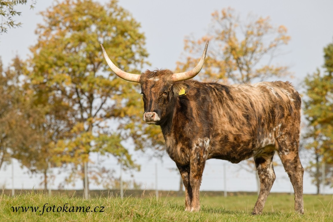 Texas longhorn 191025 13