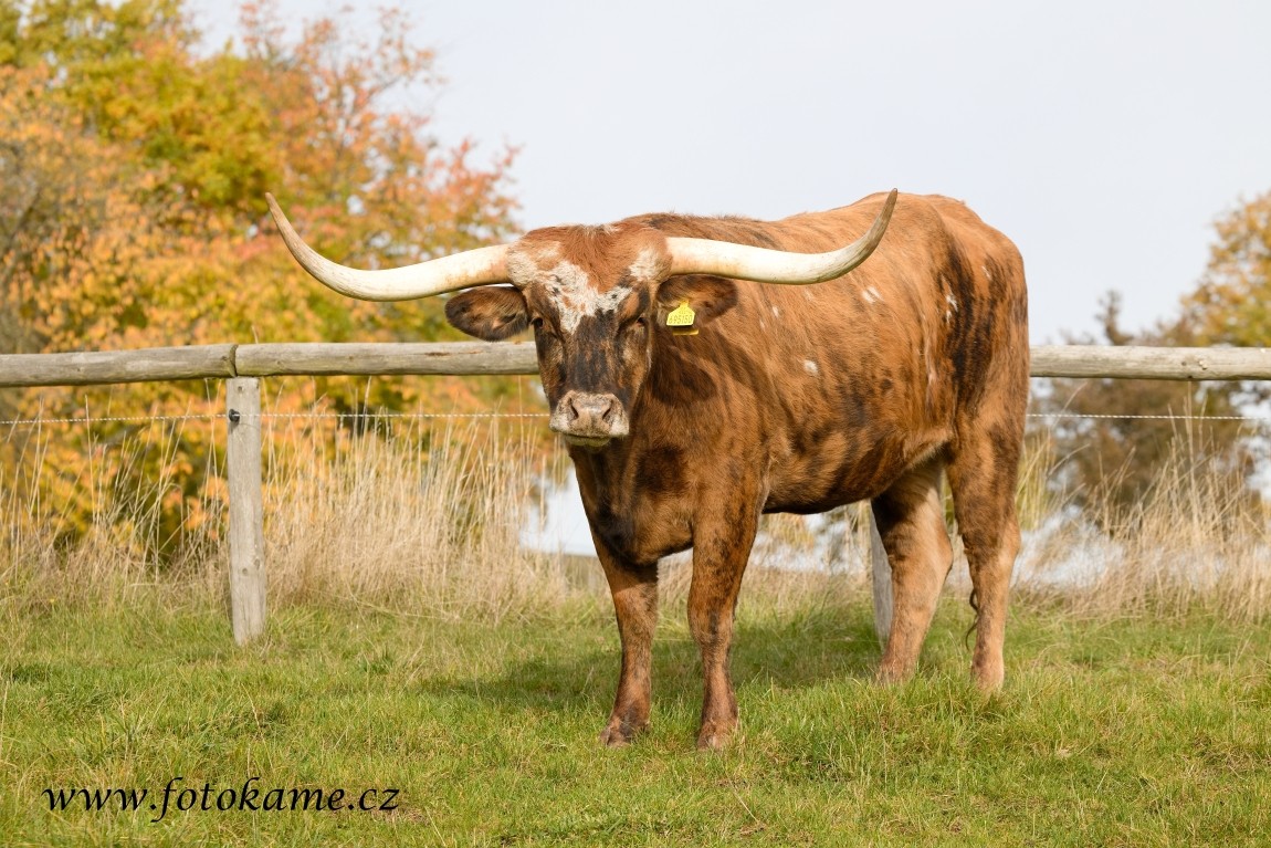 Texas longhorn 191025 14