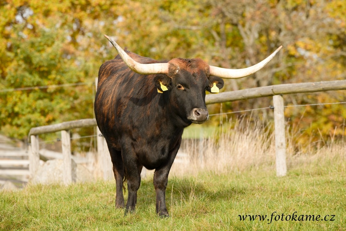 Texas longhorn 191025 15