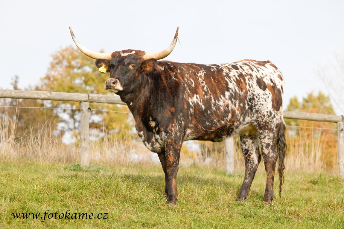 Texas longhorn 191025 16